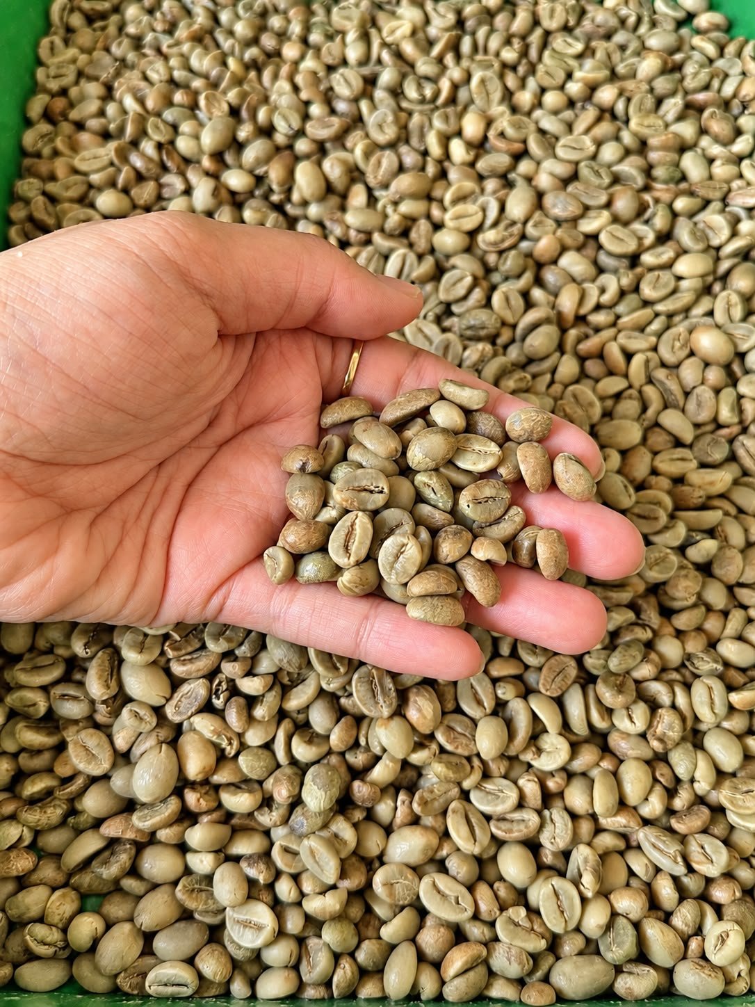 Robusta Temanggung Green Coffee Beans
