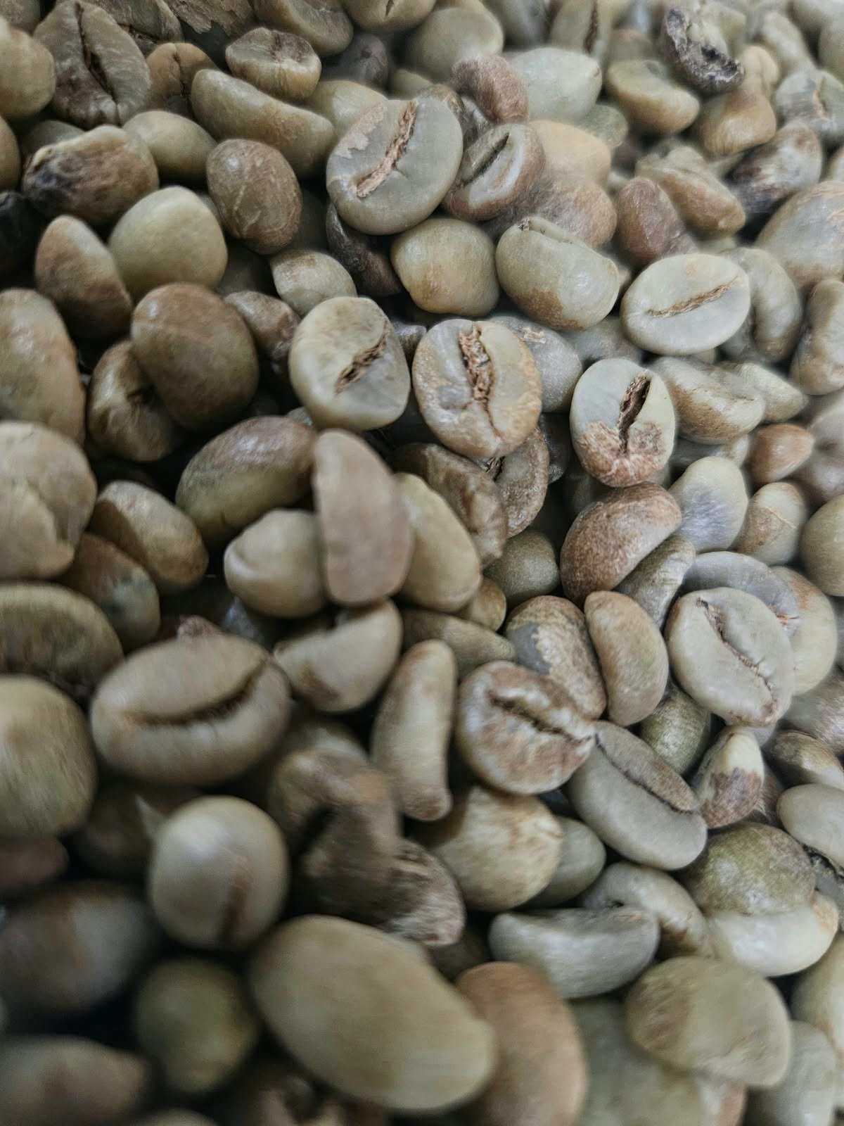 Robusta Dampit Green Coffee Beans