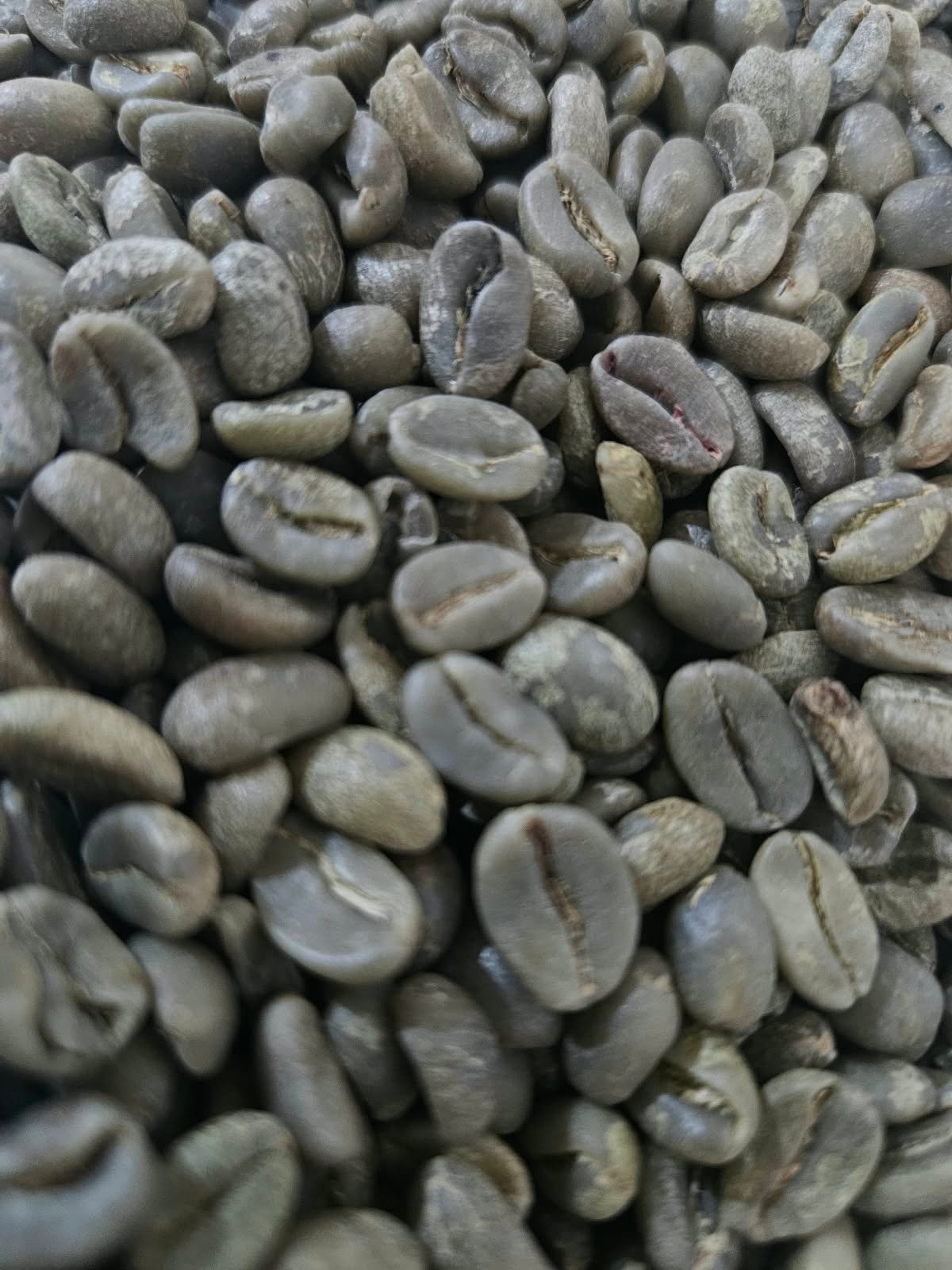 Arabica Mt. Ijen Green Coffee Beans